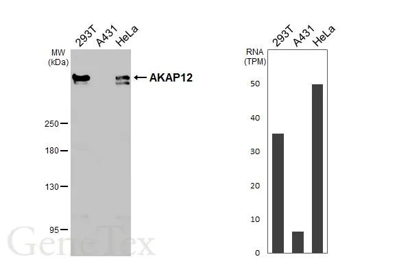 Various whole cell extracts (30 μg) were separated by 5% SDS-PAGE, and the membrane was blotted with AKAP12 antibody [HL3364] (GTX641184) diluted at 1:1000. The HRP-conjugated anti-rabbit IgG antibody (GTX213110-01) was used to detect the primary antibody. Corresponding RNA expression data for the same cell lines are based on Human Protein Atlas program.