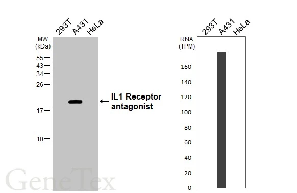 Various whole cell extracts (30 μg) were separated by 15% SDS-PAGE, and the membrane was blotted with IL1 Receptor antagonist antibody [HL3366] (GTX641186) diluted at 1:1000. The HRP-conjugated anti-rabbit IgG antibody (GTX213110-01) was used to detect the primary antibody. Corresponding RNA expression data for the same cell lines are based on Human Protein Atlas program.