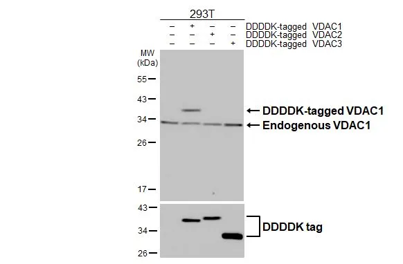 Non-transfected (–) and transfected (+) 293T whole cell extracts (30 μg) were separated by 12% SDS-PAGE, and the membrane was blotted with VDAC1 antibody [HL3373] (GTX641193) diluted at 1:5000. The HRP-conjugated anti-rabbit IgG antibody (GTX213110-01) was used to detect the primary antibody, and the signal was developed with Trident ECL plus-Enhanced.