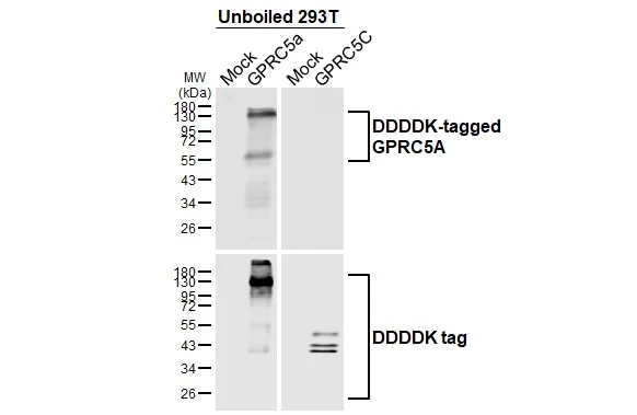 Unboiled non-transfected (–) and transfected (+) 293T whole cell extracts (30 μg) were separated by 10% SDS-PAGE, and the membrane was blotted with GPRC5A antibody [HL3393] (GTX641213) diluted at 1:50000. The HRP-conjugated anti-rabbit IgG antibody (GTX213110-01) was used to detect the primary antibody.