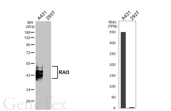 GPRC5A antibody [HL3393]