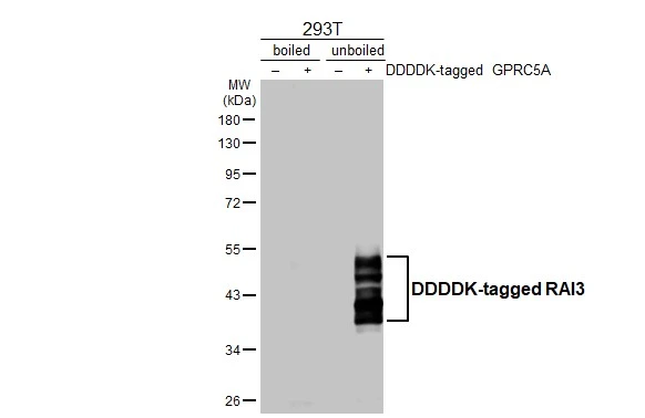 GPRC5A antibody [HL3393]