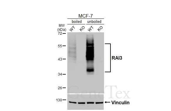 GPRC5A antibody [HL3393]