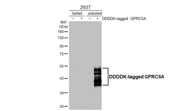 Non-transfected (–) and transfected (+) boiled and unboiled 293T whole cell extracts (30 μg) were separated by 10% SDS-PAGE, and the membrane was blotted with GPRC5A antibody [HL3393] (GTX641213) diluted at 1:5000. The HRP-conjugated anti-rabbit IgG antibody (GTX213110-01) was used to detect the primary antibody.
