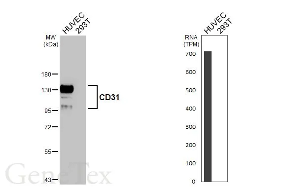 CD31 antibody [HL3414]