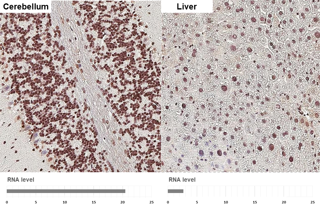 Rad21 antibody [HL3416] detects Rad21 protein by immunohistochemical analysis. Sample: Paraffin-embedded mouse tissues. Rad21 stained by Rad21 antibody [HL3416] (GTX641258) diluted at 1:200. Antigen Retrieval: Citrate buffer, pH 6.0, 15 min Corresponding RNA levels (RPKM) in the tissues are based on NCBI database.