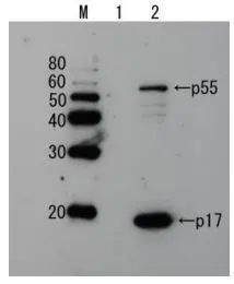 Detection of HIV-1 p17 and its p55 precursor protein by Western blotting using the anti-p17 antibody. Lane 1: Extract of MT4 cells Lane 2: Extract of MT4 cells infected with HIV-1(LAI strain) The antiserum was diluted 2,500 fold before use.