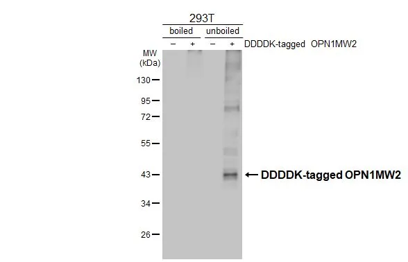 Non-transfected (–) and transfected (+) boiled and unboiled 293T whole cell extracts (30 μg) were separated by 10% SDS-PAGE, and the membrane was blotted with OPN1MW2 antibody [HL3435] (GTX641277) diluted at 1:3000. The HRP-conjugated anti-rabbit IgG antibody (GTX213110-01) was used to detect the primary antibody.