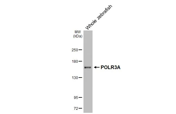 Whole zebrafish extract (30 μg) was separated by 5% SDS-PAGE, and the membrane was blotted with POLR3A antibody [HL3437] (GTX641310) diluted at 1:1000. The HRP-conjugated anti-rabbit IgG antibody (GTX213110-01) was used to detect the primary antibody.