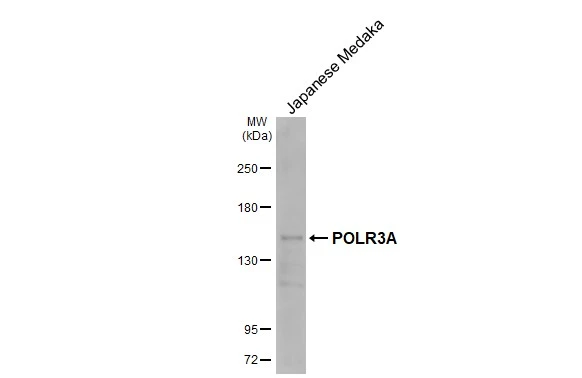 Whole Japanese medaka extract (30 μg) was separated by 5% SDS-PAGE, and the membrane was blotted with POLR3A antibody [HL3437] (GTX641310) diluted at 1:1000. The HRP-conjugated anti-rabbit IgG antibody (GTX213110-01) was used to detect the primary antibody, and the signal was developed with Trident femto Western HRP Substrate.