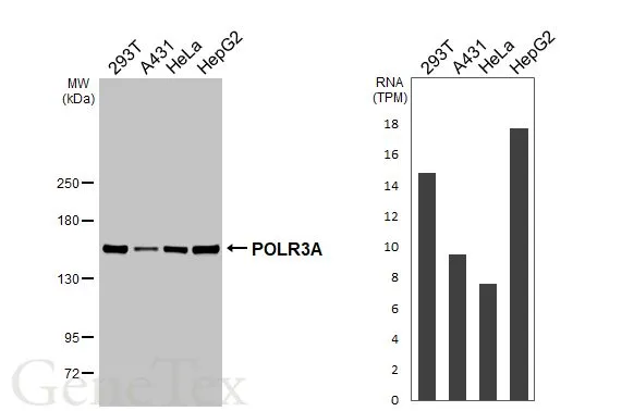 Various whole cell extracts (30 μg) were separated by 5% SDS-PAGE, and the membrane was blotted with POLR3A antibody [HL3437] (GTX641310) diluted at 1:1000. The HRP-conjugated anti-rabbit IgG antibody (GTX213110-01) was used to detect the primary antibody. Corresponding RNA expression data for the same cell lines are based on Human Protein Atlas program.