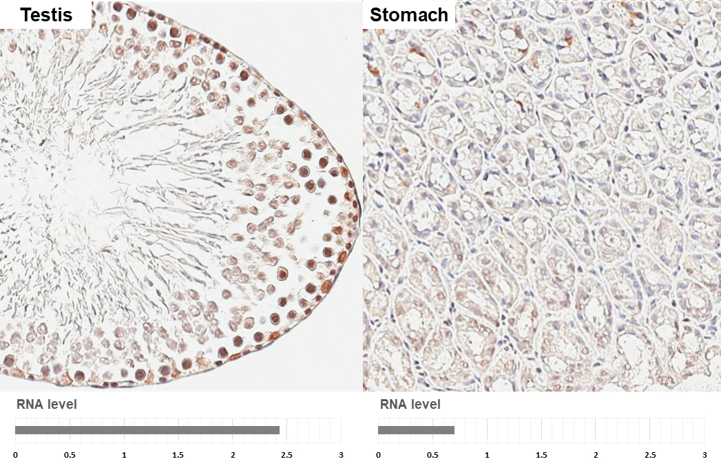 POLR3A antibody [HL3437] detects POLR3A protein by immunohistochemical analysis. Sample: Paraffin-embedded rat tissues. POLR3A stained by POLR3A antibody [HL3437] (GTX641310) diluted at 1:200. Antigen Retrieval: Citrate buffer, pH 6.0, 15 min Corresponding RNA levels (RPKM) in the tissues are based on NCBI database.