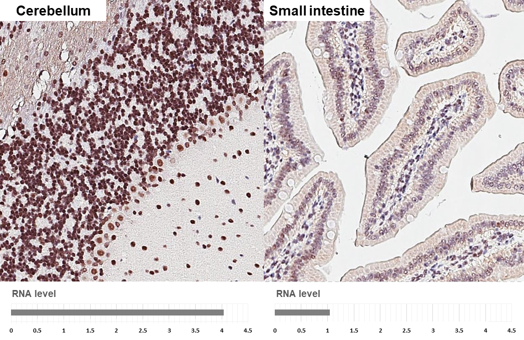 POLR3A antibody [HL3437] detects POLR3A protein by immunohistochemical analysis. Sample: Paraffin-embedded mouse tissues. POLR3A stained by POLR3A antibody [HL3437] (GTX641310) diluted at 1:200. Antigen Retrieval: Citrate buffer, pH 6.0, 15 min