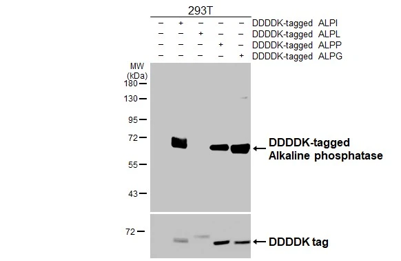 Non-transfected (–) and transfected (+) 293T whole cell extracts were separated by 10% SDS-PAGE, and the membrane was blotted with Alkaline phosphatase antibody [HL3439] (GTX641312) diluted at 1:5000. The HRP-conjugated anti-rabbit IgG antibody (GTX213110-01) was used to detect the primary antibody.