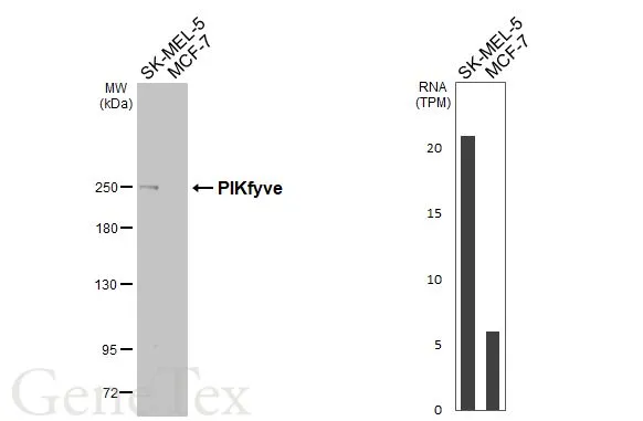 Various whole cell extracts (30 μg) were separated by 5% SDS-PAGE, and the membrane was blotted with PIKfyve antibody [HL3449] (GTX641322) diluted at 1:1000. The HRP-conjugated anti-rabbit IgG antibody (GTX213110-01) was used to detect the primary antibody. Corresponding RNA expression data for the same cell lines are based on Human Protein Atlas program.