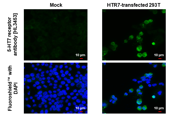 5-HT7 receptor antibody [HL3453] detects 5-HT7 receptor protein by immunofluorescent analysis. Sample: Mock and transfected 293T cells were fixed in ice-cold MeOH for 5 min. Green: 5-HT7 receptor stained by 5-HT7 receptor antibody [HL3453] (GTX641326) diluted at 1:500. Blue: Fluoroshield with DAPI (GTX30920).