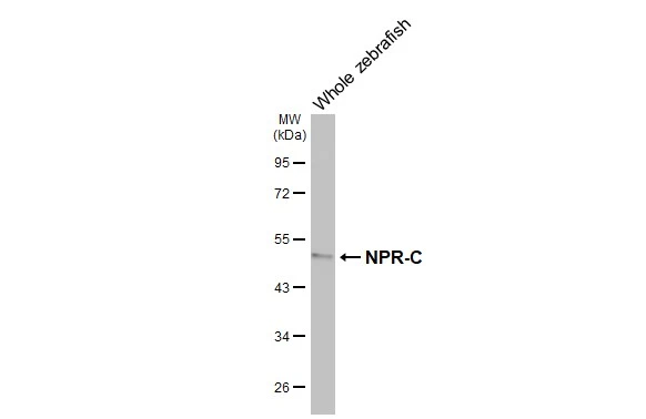 Whole zebrafish extract (30 μg) was separated by 10% SDS-PAGE, and the membrane was blotted with NPR-C antibody [HL3462] (GTX641347) diluted at 1:1000. The HRP-conjugated anti-rabbit IgG antibody (GTX213110-01) was used to detect the primary antibody.