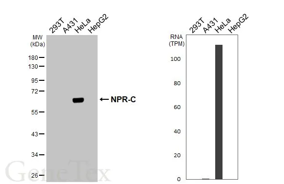 Various whole cell extracts (30 μg) were separated by 10% SDS-PAGE, and the membrane was blotted with NPR-C antibody [HL3462] (GTX641347) diluted at 1:1000. The HRP-conjugated anti-rabbit IgG antibody (GTX213110-01) was used to detect the primary antibody. Corresponding RNA expression data for the same cell lines are based on Human Protein Atlas program.