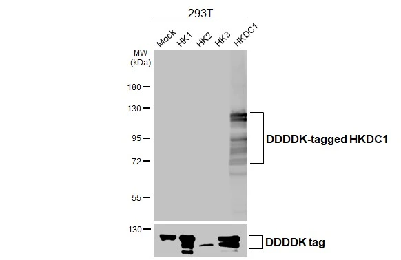 Non-transfected and transfected 293T whole cell extracts were separated by 7.5% SDS-PAGE, and the membrane was blotted with HKDC1 antibody [HL3464] (GTX641349) diluted at 1:5000. The HRP-conjugated anti-rabbit IgG antibody (GTX213110-01) was used to detect the primary antibody.