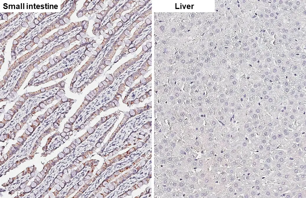 HKDC1 antibody [HL3464] detects HKDC1 protein by immunohistochemical analysis. Sample: Paraffin-embedded rat tissues. HKDC1 stained by HKDC1 antibody [HL3464] (GTX641349) diluted at 1:500. Antigen Retrieval: Citrate buffer, pH 6.0, 15 min