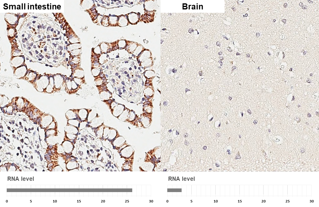 HKDC1 antibody [HL3464] detects HKDC1 protein by immunohistochemical analysis. Sample: Paraffin-embedded human tissues. HKDC1 stained by HKDC1 antibody [HL3464] (GTX641349) diluted at 1:200. Antigen Retrieval: Citrate buffer, pH 6.0, 15 min Corresponding RNA levels (RPKM) in the tissues are based on NCBI database.