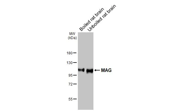 Boiled and unboiled rat tissue extract (50 μg) were separated by 7.5% SDS-PAGE, and the membrane was blotted with MAG antibody [HL3467] (GTX641352) diluted at 1:1000. The HRP-conjugated anti-rabbit IgG antibody (GTX213110-01) was used to detect the primary antibody.