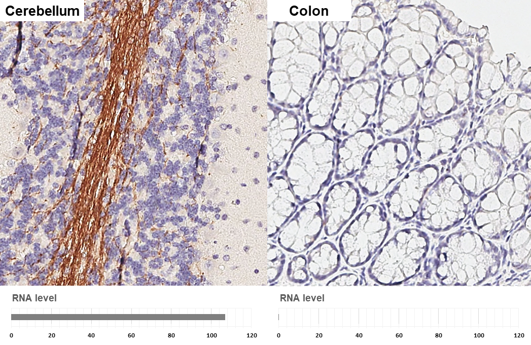 MAG antibody [HL3467] detects MAG protein by immunohistochemical analysis. Sample: Paraffin-embedded mouse tissues. MAG stained by MAG antibody [HL3467] (GTX641352) diluted at 1:400. Antigen Retrieval: Citrate buffer, pH 6.0, 15 min Corresponding RNA levels (RPKM) in the tissues are based on NCBI database.