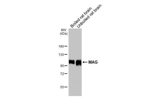 Boiled and unboiled rat tissue extract (50 μg) were separated by 7.5% SDS-PAGE, and the membrane was blotted with MAG antibody [HL3469] (GTX641354) diluted at 1:10000. The HRP-conjugated anti-rabbit IgG antibody (GTX213110-01) was used to detect the primary antibody.