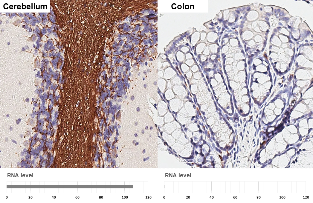 MAG antibody [HL3469] detects MAG protein by immunohistochemical analysis. Sample: Paraffin-embedded mouse tissues. MAG stained by MAG antibody [HL3469] (GTX641354) diluted at 1:400. Antigen Retrieval: Citrate buffer, pH 6.0, 15 min Corresponding RNA levels (RPKM) in the tissues are based on NCBI database.