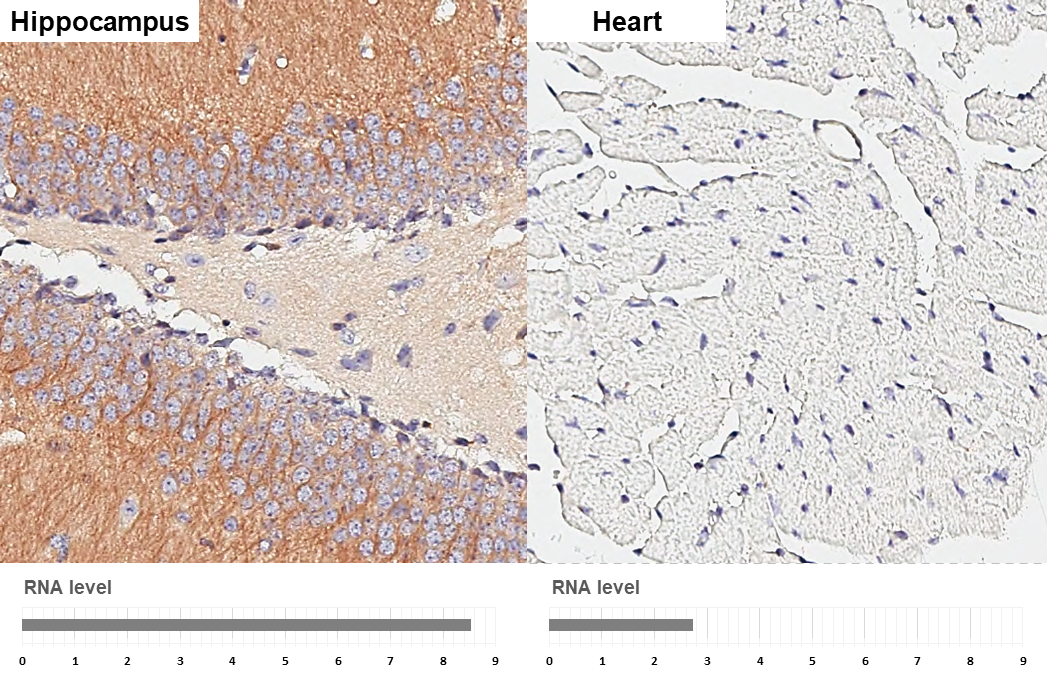 GEF-H1 antibody [HL3470] detects GEF-H1 protein by immunohistochemical analysis. Sample: Paraffin-embedded mouse tissues. GEF-H1 stained by GEF-H1 antibody [HL3470] (GTX641355) diluted at 1:200. Antigen Retrieval: Citrate buffer, pH 6.0, 15 min Corresponding RNA levels (RPKM) in the tissues are based on NCBI database.