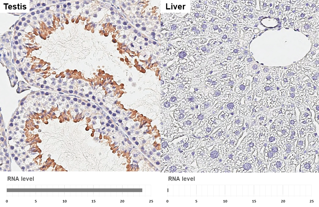 GEF-H1 antibody [HL3470] detects GEF-H1 protein by immunohistochemical analysis. Sample: Paraffin-embedded mouse tissues. GEF-H1 stained by GEF-H1 antibody [HL3470] (GTX641355) diluted at 1:200. Antigen Retrieval: Citrate buffer, pH 6.0, 15 min Corresponding RNA levels (RPKM) in the tissues are based on NCBI database.