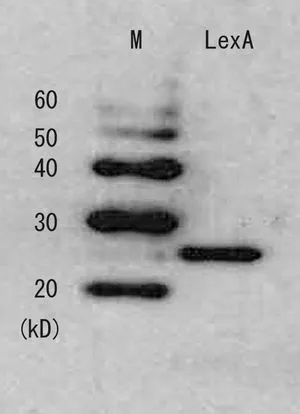 Detection of LexA repressor in the E. coli whole cell lysate by this antiserum
