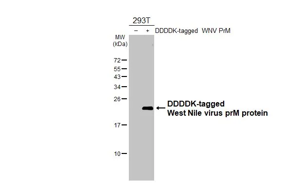 Non-transfected (–) and transfected (+) 293T whole cell extracts (30 μg) were separated by 15% SDS-PAGE, and the membrane was blotted with West Nile virus prM protein antibody [HL3500] (GTX641388) diluted at 1:5000. The HRP-conjugated anti-rabbit IgG antibody (GTX213110-01) was used to detect the primary antibody.