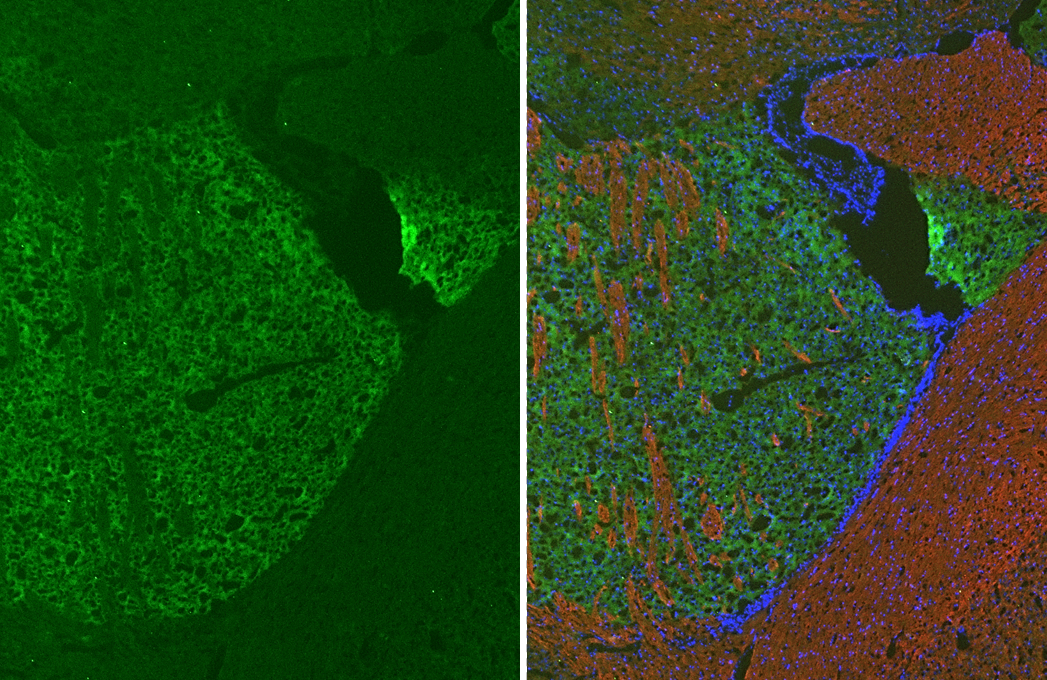 mGluR5 antibody [HL3509] detects mGluR5 protein by immunohistochemical analysis. Sample: Frozen-sectioned mouse striatum. Green: mGluR5 stained by mGluR5 antibody [HL3509] (GTX641397) diluted at 1:250. Red: NF-H antibody [GT114] (GTX634289) diluted at 1:500. Blue: Hoechst 33342 staining.