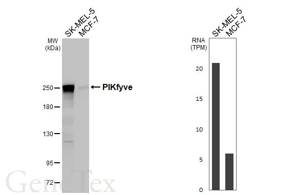 Various whole cell extracts (30 μg) were separated by 5% SDS-PAGE, and the membrane was blotted with PIKfyve antibody [HL3510] (GTX641398) diluted at 1:1000. The HRP-conjugated anti-rabbit IgG antibody (GTX213110-01) was used to detect the primary antibody. Corresponding RNA expression data for the same cell lines are based on Human Protein Atlas program.