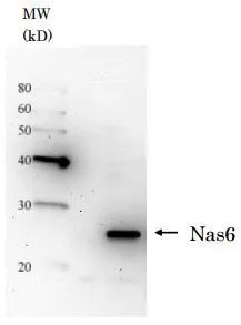 Detection of Nas6 in the crude extract of S. cerevisiae by Western blotting using this antibody Detection of Nas6 in the crude extract of S. cerevisiae by Western blotting using this antibody