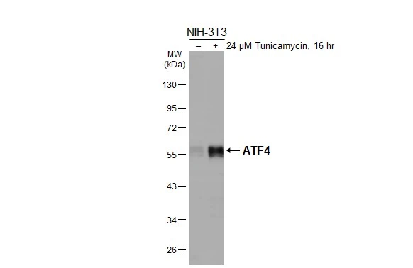 Untreated (–) and treated (+) NIH-3T3 whole cell extract (30 μg) were separated by 10% SDS-PAGE, and the membrane was blotted with ATF4 antibody [HL3514] (GTX641411) diluted at 1:1000. The HRP-conjugated anti-rabbit IgG antibody (GTX213110-01) was used to detect the primary antibody, and the signal was developed with Trident ECL plus-Enhanced.