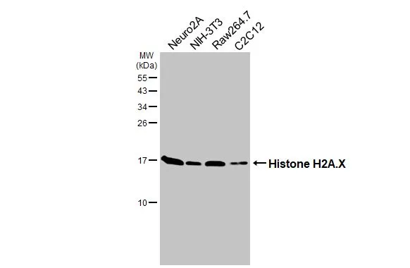 Various whole cell extracts (30 μg) were separated by 15% SDS-PAGE, and the membrane was blotted with Histone H2A.X antibody [HL3515] (GTX641412) diluted at 1:1000. The HRP-conjugated anti-rabbit IgG antibody (GTX213110-01) was used to detect the primary antibody.