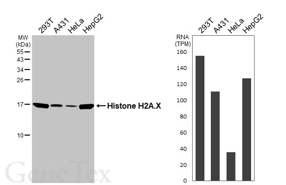 Various whole cell extracts (30 μg) were separated by 15% SDS-PAGE, and the membrane was blotted with Histone H2A.X antibody [HL3515] (GTX641412) diluted at 1:1000. The HRP-conjugated anti-rabbit IgG antibody (GTX213110-01) was used to detect the primary antibody. Corresponding RNA expression data for the same cell lines are based on Human Protein Atlas program.