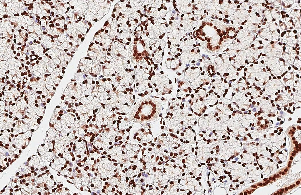 Histone H2A.X antibody [HL3515] detects Histone H2A.X protein by immunohistochemical analysis. Sample: Paraffin-embedded mouse salivary gland. Histone H2A.X stained by Histone H2A.X antibody [HL3515] (GTX641412) diluted at 1:100. Antigen Retrieval: Citrate buffer, pH 6.0, 15 min