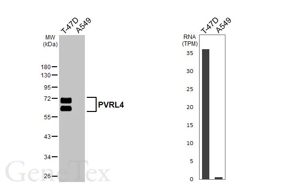 Various whole cell extracts (30 μg) were separated by 10% SDS-PAGE, and the membrane was blotted with PVRL4 antibody [HL3520] (GTX641417) diluted at 1:1000. The HRP-conjugated anti-rabbit IgG antibody (GTX213110-01) was used to detect the primary antibody. Corresponding RNA expression data for the same cell lines are based on Human Protein Atlas program.