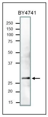 Western Blot of PCNA in crude extract of S. cerevisiae The antibody was used at 1/1,000 dilution. Molecular mass of PCNA is 29 kDa. Crude extract of S. cerevisiae strain BY4741 (20 microg) applied. Western Blot of PCNA in crude extract of S. cerevisiae The antibody was used at 1/1,000 dilution. Molecular mass of PCNA is 29 kDa. Crude extract of S. cerevisiae strain BY4741 (20 microg) applied.