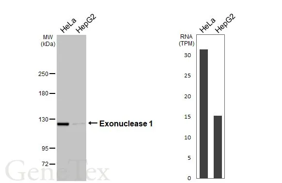 Various whole cell extracts (30 μg) were separated by 5% SDS-PAGE, and the membrane was blotted with Exonuclease 1 antibody [HL3547] (GTX641453) diluted at 1:1000. The HRP-conjugated anti-rabbit IgG antibody (GTX213110-01) was used to detect the primary antibody. Corresponding RNA expression data for the same cell lines are based on Human Protein Atlas program.