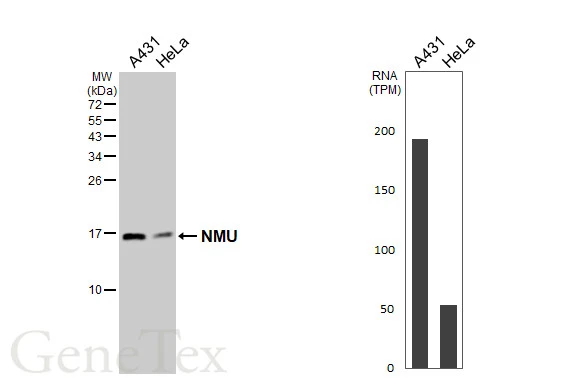 Various whole cell extracts (30 μg) were separated by 15% SDS-PAGE, and the membrane was blotted with NMU antibody [HL3549] (GTX641455) diluted at 1:1000. The HRP-conjugated anti-rabbit IgG antibody (GTX213110-01) was used to detect the primary antibody, and the signal was developed with Trident femto Western HRP Substrate. Corresponding RNA expression data are based on Human Protein Atlas program.
