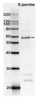Western blot analysis of Rad22 in the whole cell extracts with affinity-purified antibody. M: Molecular weight markers (kD) Lane 1:Protein size markers (kDa) Lane 2:Extract of wild-type S. pombe indicates Rad22 protein band.