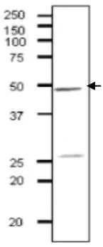 Identification of Rad51 protein in crude extract of S, cerevisiae strain BY4741. Proteins in the extract were separated on 12.5% SDS-PAGE and transferred to membrane in wet system. The antibody was used at 1/1,000 dilution. As 2nd antibody, HRP conjugated goat anti-rabbit IgG antibody was used at 1/10,000 dilution. Identification of Rad51 protein in crude extract of S, cerevisiae strain BY4741. Proteins in the extract were separated on 12.5% SDS-PAGE and transferred to membrane in wet system. The antibody was used at 1/1,000 dilution. As 2nd antibody, HRP conjugated goat anti-rabbit IgG antibody was used at 1/10,000 dilution.
