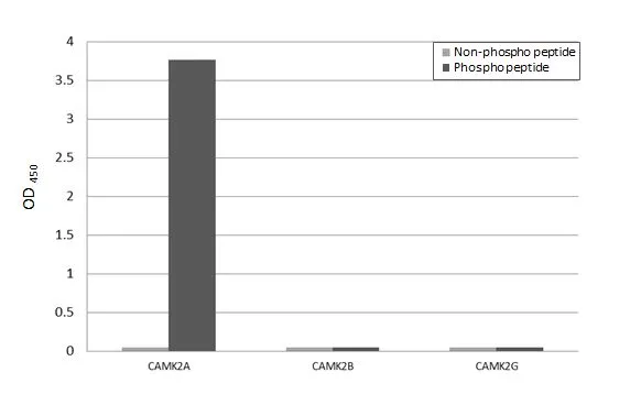 Specificity test was performed by coating the plate with CAMK2A peptide, CAMK2A (phospho Thr286) peptide, CAMK2B peptide, CAMK2B (phospho Thr287) peptide, CAMK2G peptide, and CAMK2G (phospho Thr287) peptide (125 ng/mL). Coated peptides were probed with CaMKII alpha (phospho Thr286) antibody [HL3570] (GTX641517) (1 μg/mL). Goat anti-rabbit IgG antibody (HRP) (GTX213110-01) (1:10000) was used to detect the bound primary antibody.