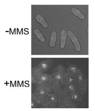 Rhp51 foci formation observed after DNA damage S. pombe cells without or with MMS (0.025%) treatment for 1 h were processed for indirect immunofluorescence staining with anti-Rhp51 antibody (1/500 dilution). Rhp51 foci formation observed after DNA damage S. pombe cells without or with MMS (0.025%) treatment for 1 h were processed for indirect immunofluorescence staining with anti-Rhp51 antibody (1/500 dilution).