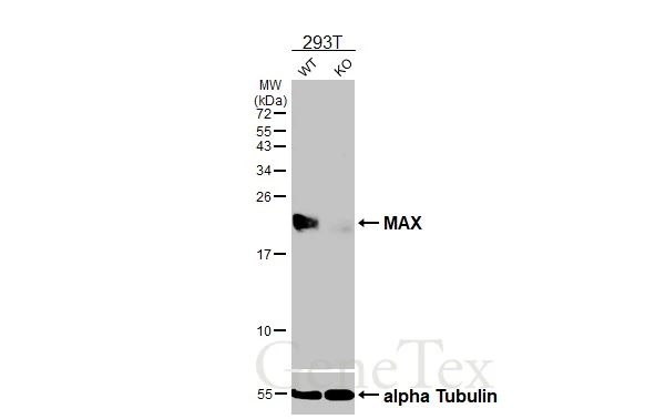 Wild-type (WT) and MAX knockout (KO) 293T cell extracts (30 μg) were separated by 15% SDS-PAGE, and the membrane was blotted with MAX antibody [HL3577] (GTX641548) diluted at 1:1000. The HRP-conjugated anti-rabbit IgG antibody (GTX213110-01) was used to detect the primary antibody.