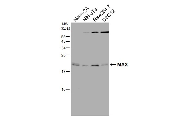 Various whole cell extracts (30 μg) were separated by 15% SDS-PAGE, and the membrane was blotted with MAX antibody [HL3577] (GTX641548) diluted at 1:1000. The HRP-conjugated anti-rabbit IgG antibody (GTX213110-01) was used to detect the primary antibody.